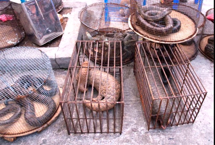 Las redes de tráfico de especies ‘acumulan’ ejemplares para después del COVID-19