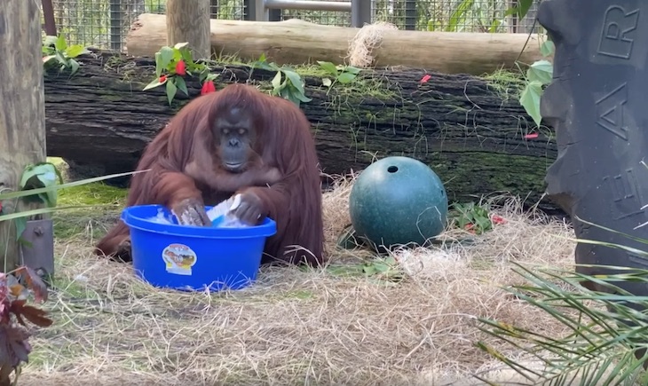 Vídeo del orangután más limpio del Planeta