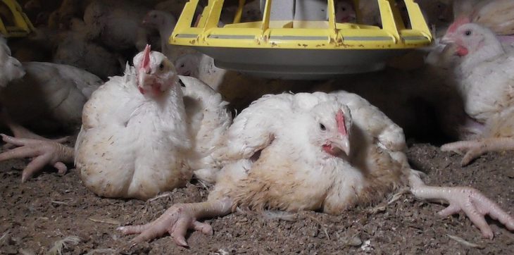 Canibalismo en las granjas de pollos
