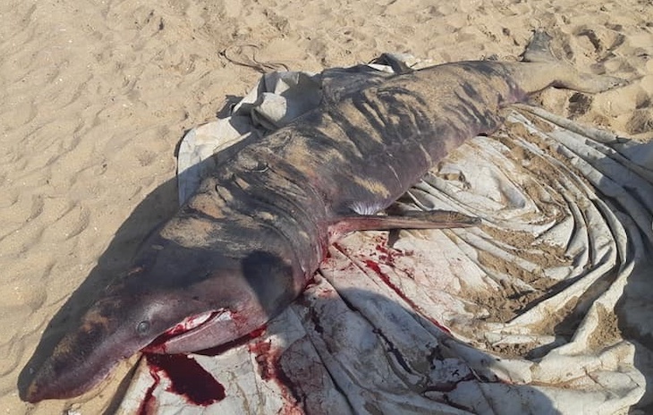 Un tiburón peregrino muerto en la playa de La Antilla en Lepe (Huelva)