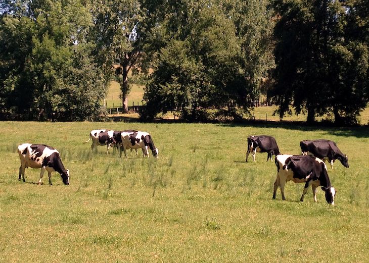 La ganadería extensiva precisa de ‘pequeños mataderos’