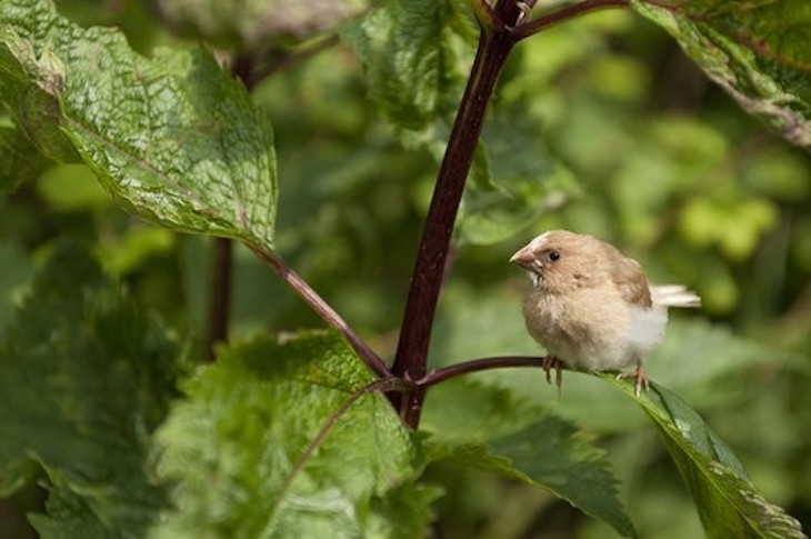 El estudio de las aves domesticadas ofrece claves sobre la evolución del lenguaje humano