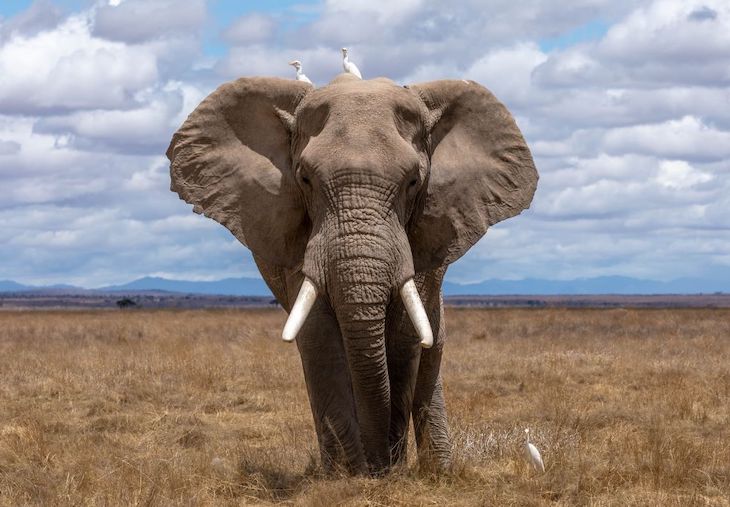 Botsuana confirma la muerte de otros 37 elefantes y descarta el ántrax y las bacterias como causa
