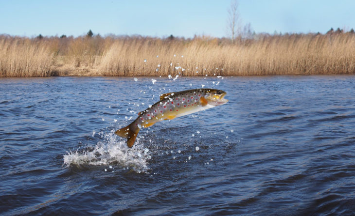 El senador Carles Mulet