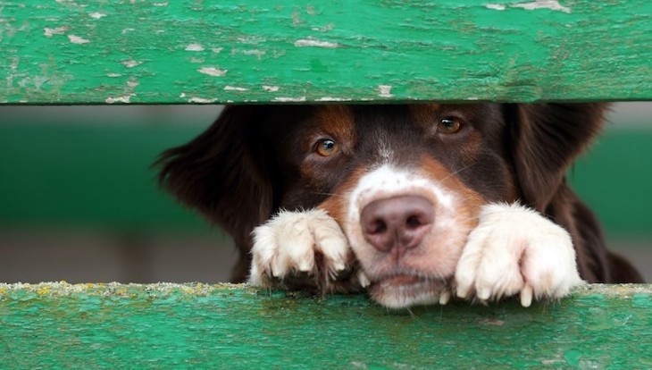 VERDES EQUO Tarifa advierte que: ‘La crueldad hacia los animales es una señal de alarma’