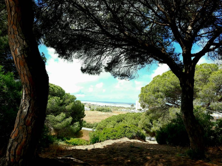 Todos los pinares y lagunas de Bonanza