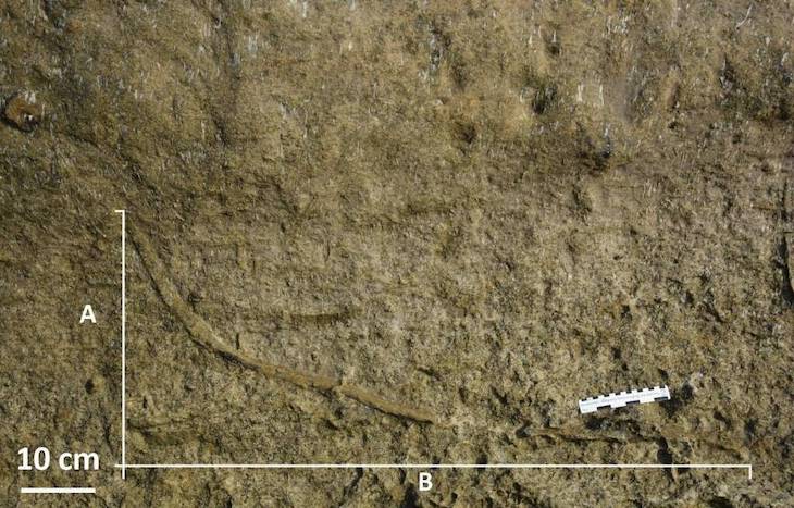 El fondo marino estuvo habitado por gusanos depredadores hasta hace 5