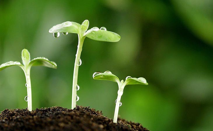 La Revolución Verde de Andalucía