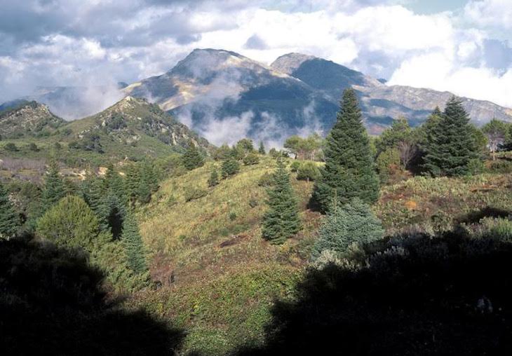 Sierra Bermeja debería formar parte del Parque Nacional Sierra de las Nieves