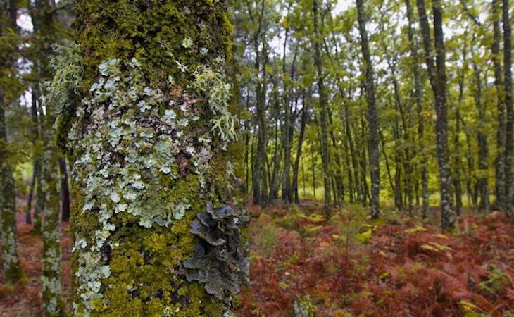 Nuevo ‘Plan Forestal de Extremadura’