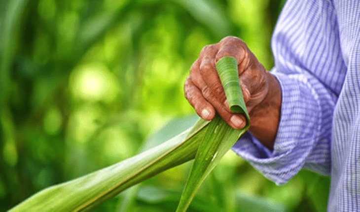 México. Enfoque agroecológico permitirá superar rezago social de comunidades indígenas