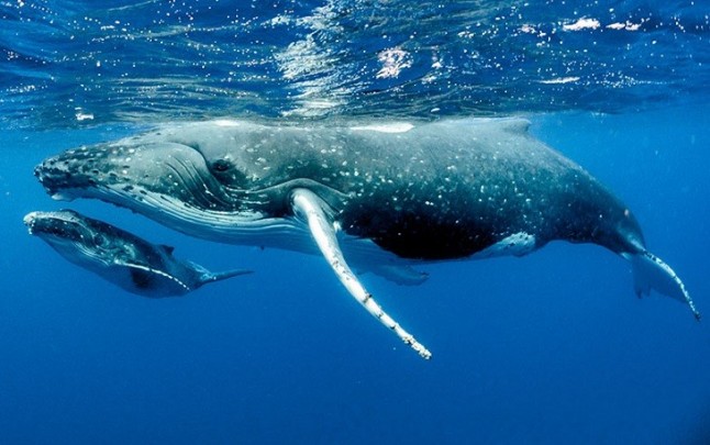 Volvo Buses ayuda a que el cambio climático no acabe con un millón de especies en peligro de extinción