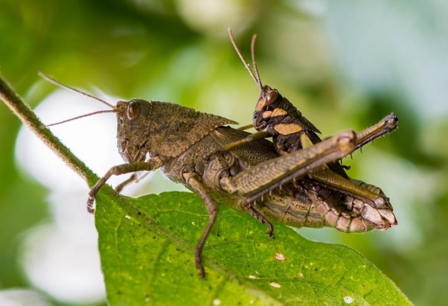 No sin los herbívoros: cuando ellos faltan