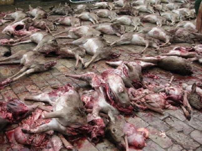 Nefasta planificación de la caza en la finca La Almoraima de Castellar (Cádiz)