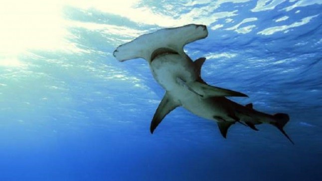 Nueva edición del SharkFest