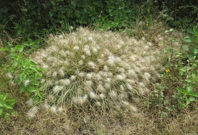 Cuánto polen respiramos