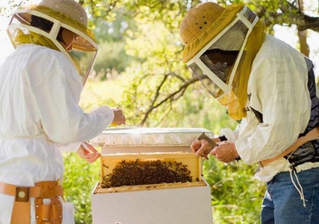 IX Congreso Nacional de Apicultura