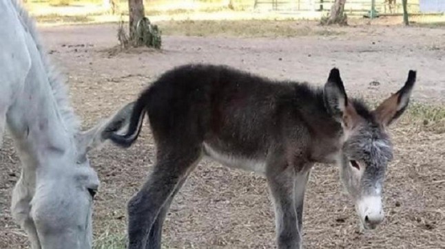 Roban en Hinojos (Huelva) tres crías de burros empleados para desbrozar el entorno de Doñana