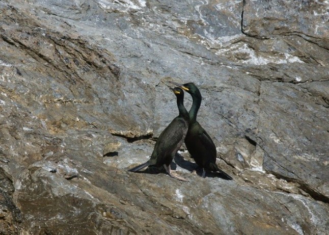 Récord de la población de cuervo marino emplumado en el Parc Natural del Cap de Creus