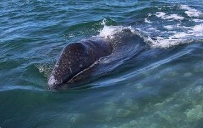 Visita a la ballena gris y atrévete a vivir esta experiencia