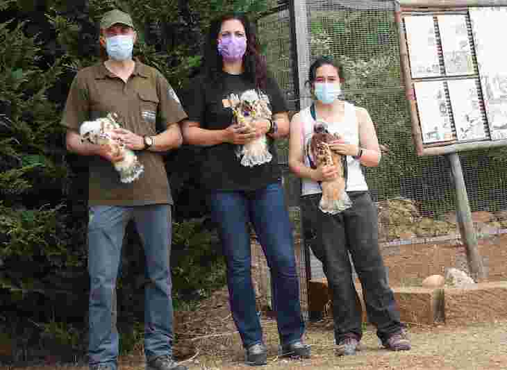 Trasladan tres águilas de Bonelli de Sicilia a Cerdeña