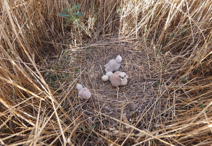 En el Campo de Montiel el ‘aguilucho cenizo’ lo lleva claro