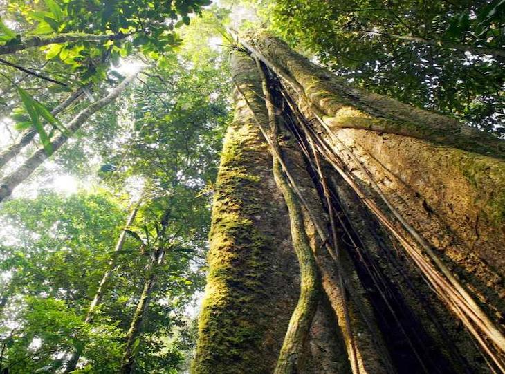 Los árboles tropicales