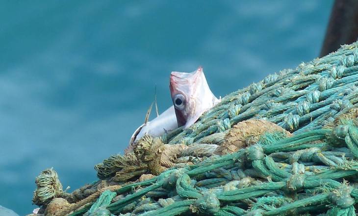 España no sabe que quiere ser de mayor
