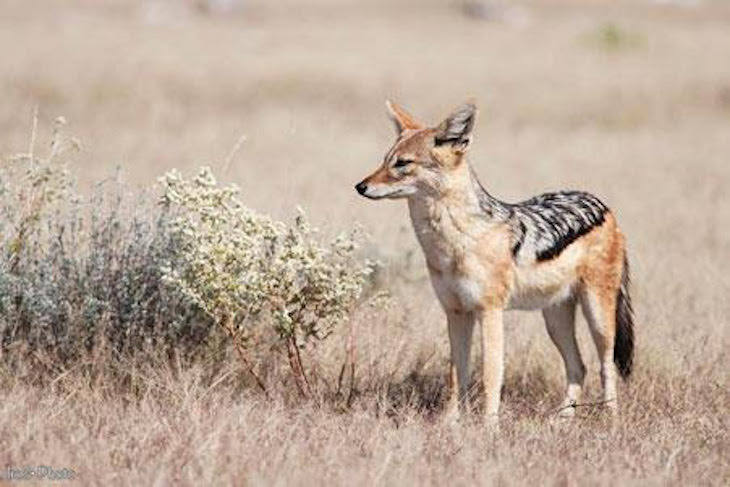 El ‘origen’ de los chacales africanos
