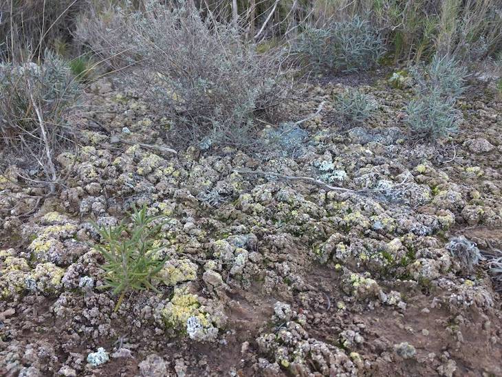 La enorme importancia de las biocostras del suelo
