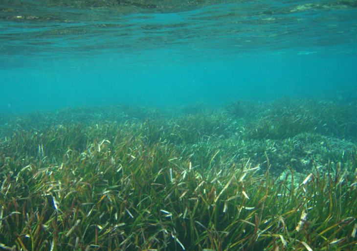 Proyecto de seguimiento de las praderas de posidonia oceánica en Murcia