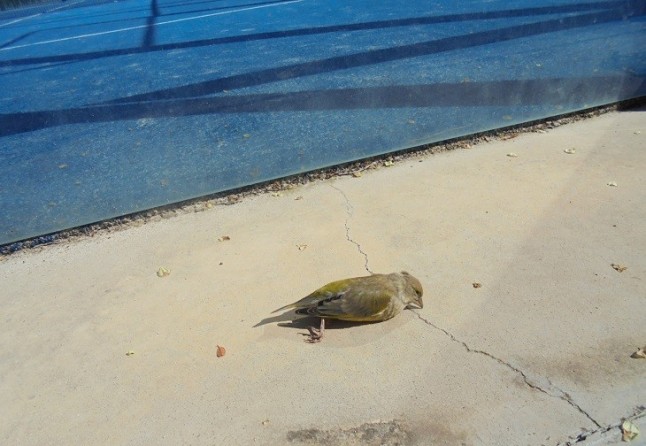 Cristaleras de pádel