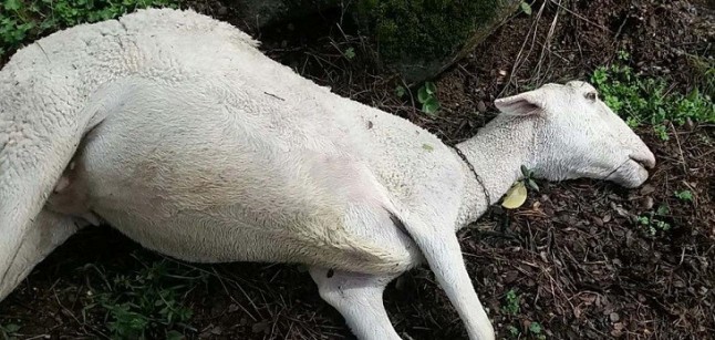 Ataques de perros a la ganadería de ovino-caprino en Jaén