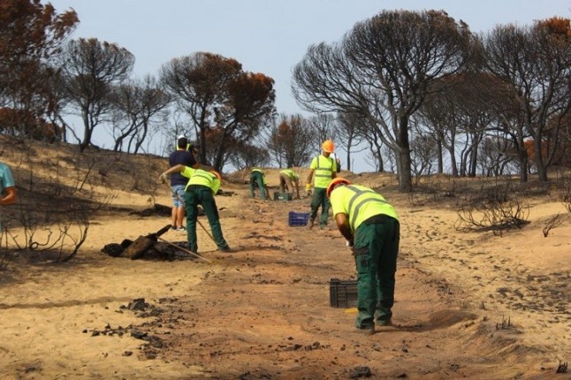 Restaurando la zona incendiada de Doñana