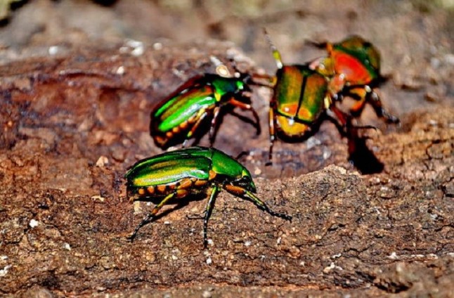 El Mediterráneo pierde gradualmente la población de escarabajos saproxílicos