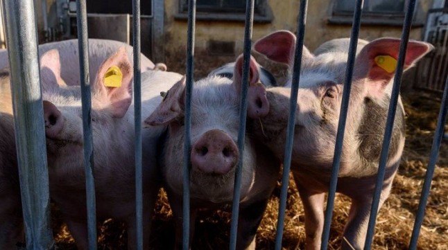 EQUO llama a la reflexión y reducción del consumo de carne