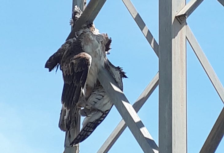 ANSE denuncia a Iberdrola ante la Fiscalía por la muerte de un águila perdicera