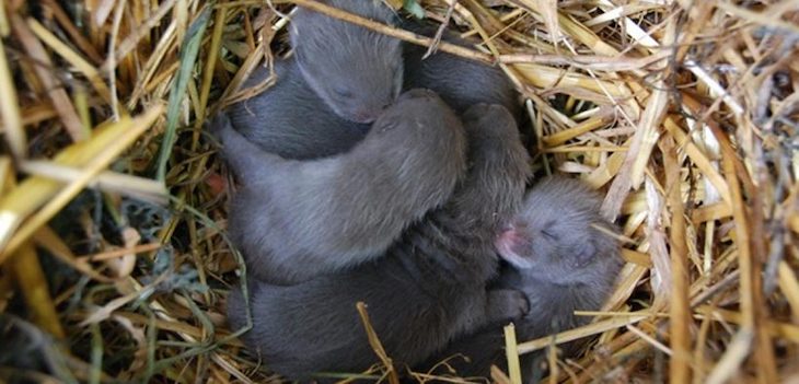 Liberan en Salburua una nueva camada de visones europeos