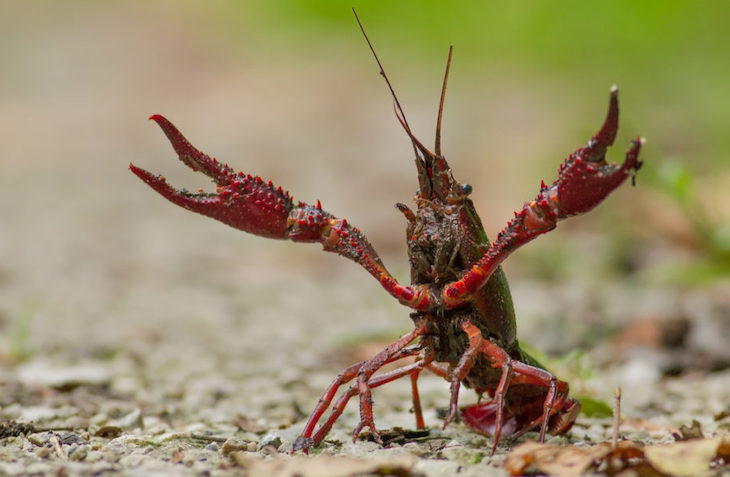 La invasión del cangrejo rojo americano en la Península ha sido mediada por el humano