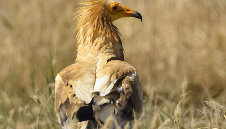 Conectividad ecológica y su importancia para las aves migratorias
