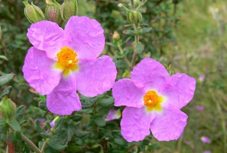 Qué sabes de la ‘joya de la flora mediterránea’