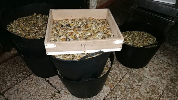 La Inspección Pesquera y el Seprona intervienen 783 kilos de bivalvos en una nave ilegal de Isla Cristina (Huelva)