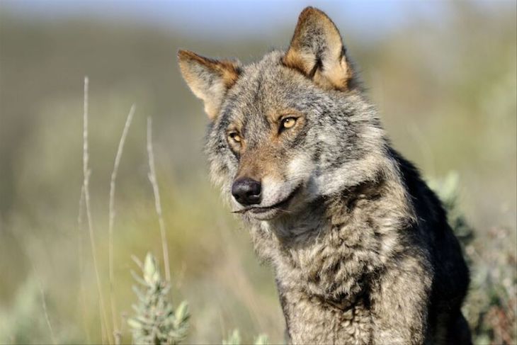 Galicia se quita la careta con la NO protección del lobo ibérico