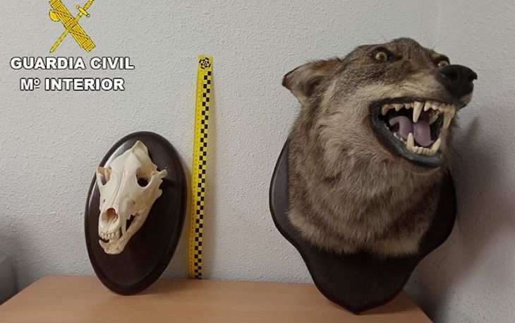 Investigado en un pueblo de Toledo por tener en su casa un oso y una cabeza de lobo disecados