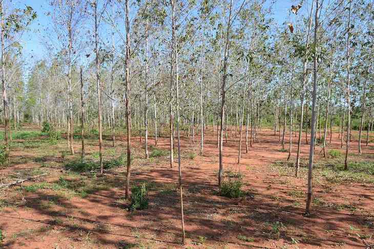 Ecologistas en Acción lanza una campaña de reforestaciones para incrementar la biodiversidad en espacios andaluces