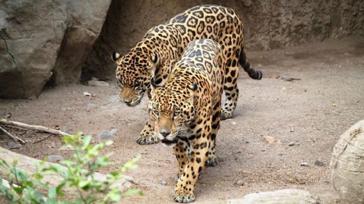 México libera dos jaguares hembra en su hábitat natural