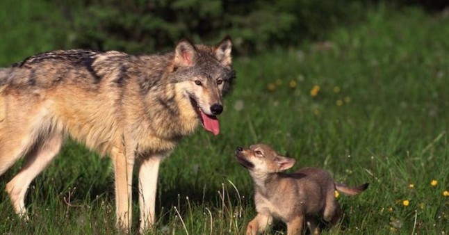 Hueca se compromete a compensar los sobrecostes económicos producidos a los ganaderos por la presencia del lobo y el oso
