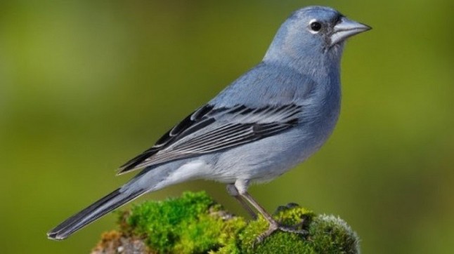 Gran Canaria acoge en marzo de 2019 la Conferencia Internacional Life+Pinzón sobre conservación de aves insulares amenazadas