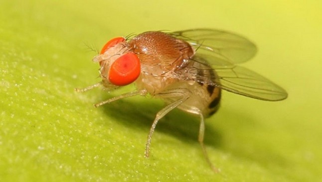 Las moscas macho encuentran la eyaculación placentera