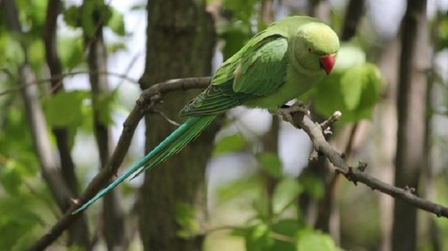 La plaga bíblica de cotorras en España